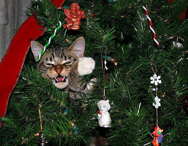 Un lindo gato mirando desde las ramas de abeto de un árbol de Navidad como un verdadero gato de sabana