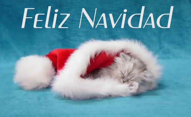 Imagen de un dulce gatito con sombrero de Papá Noel